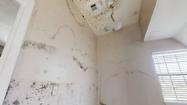 Best Industrial Mold Remediation  in Morgantown, WV