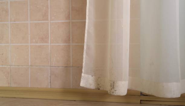 Best Mold Damage Restoration  in Morgantown, WV