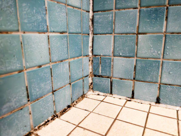 Mold Odor Removal Services in Morgantown, WV