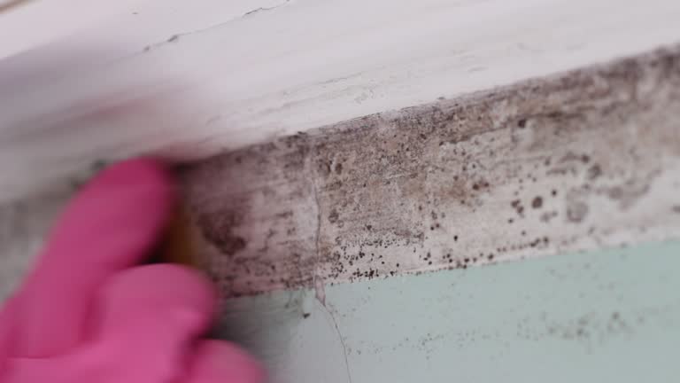 Best Emergency Mold Remediation  in Morgantown, WV